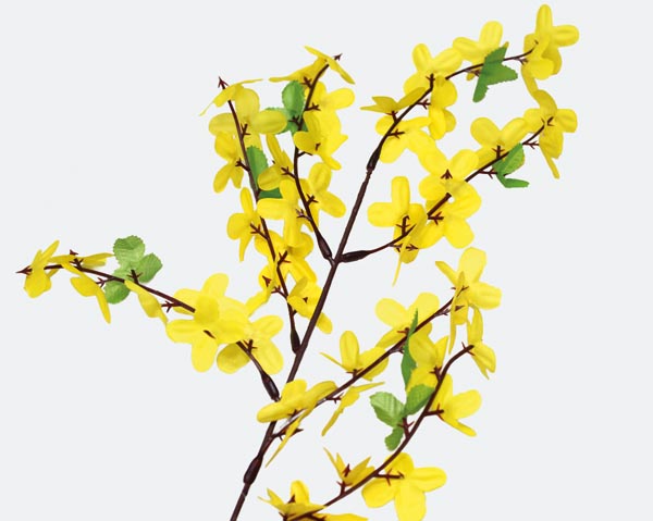 Forsythie mit 7 Verzweigungen 50cm