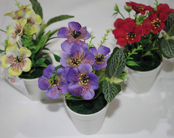 Violets, flower color mix in a chic white pot, 15cm with two