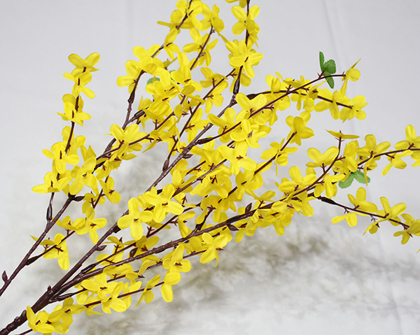 Branche de forsythia XXL avec environ 18 branches, 78 cm,