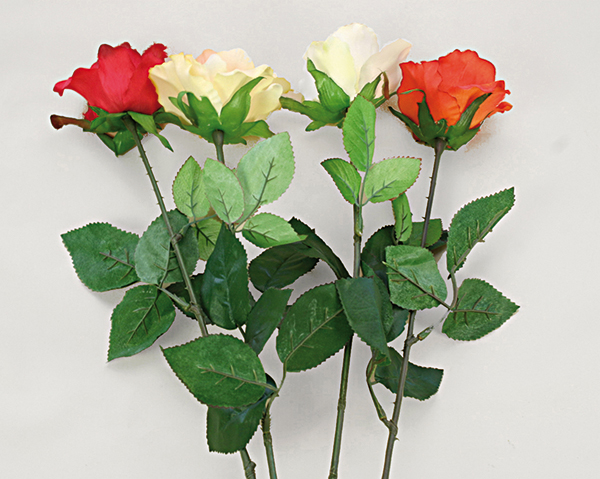 Rose halboffene Blüte, 68cm extra lang