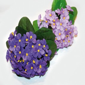 Veilchenstrauß mit ca. 30 Blüten, Farben sort.