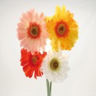 fleurs gerbera triés 54cm en 4 couleurs